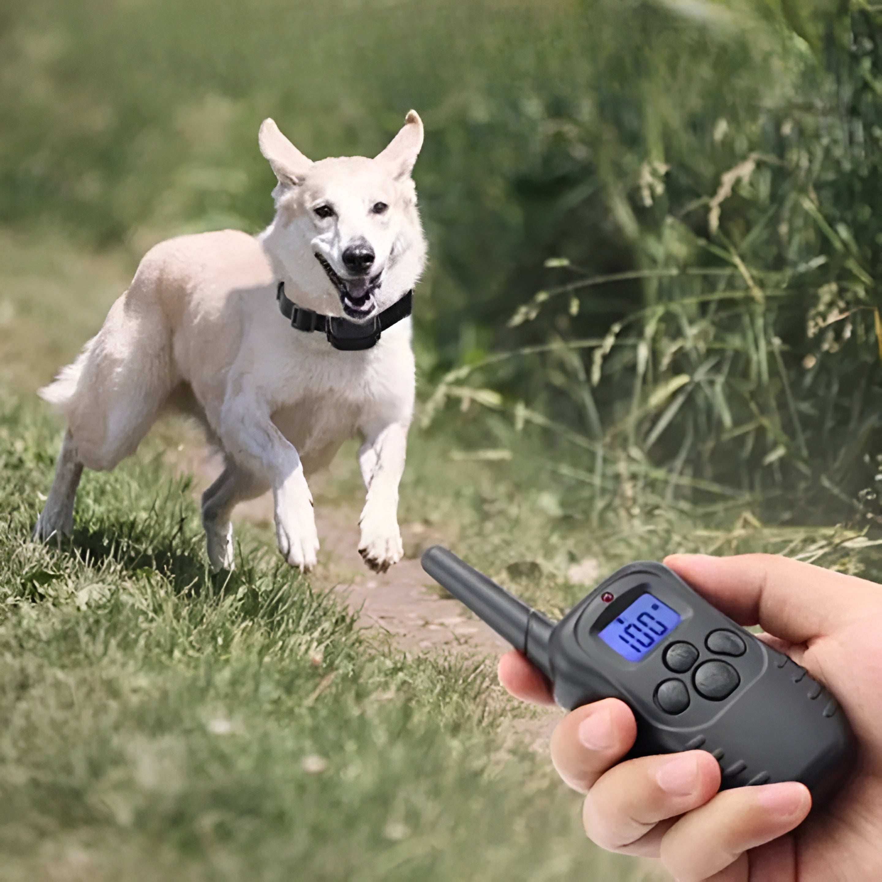 קולר חשמלי לכלב עם שלט אלחוטי